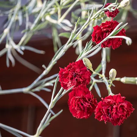 Artemida * 블레드