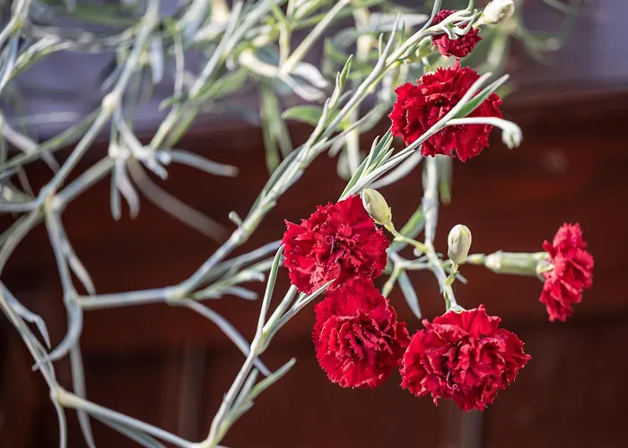 Artemida * ブレッド